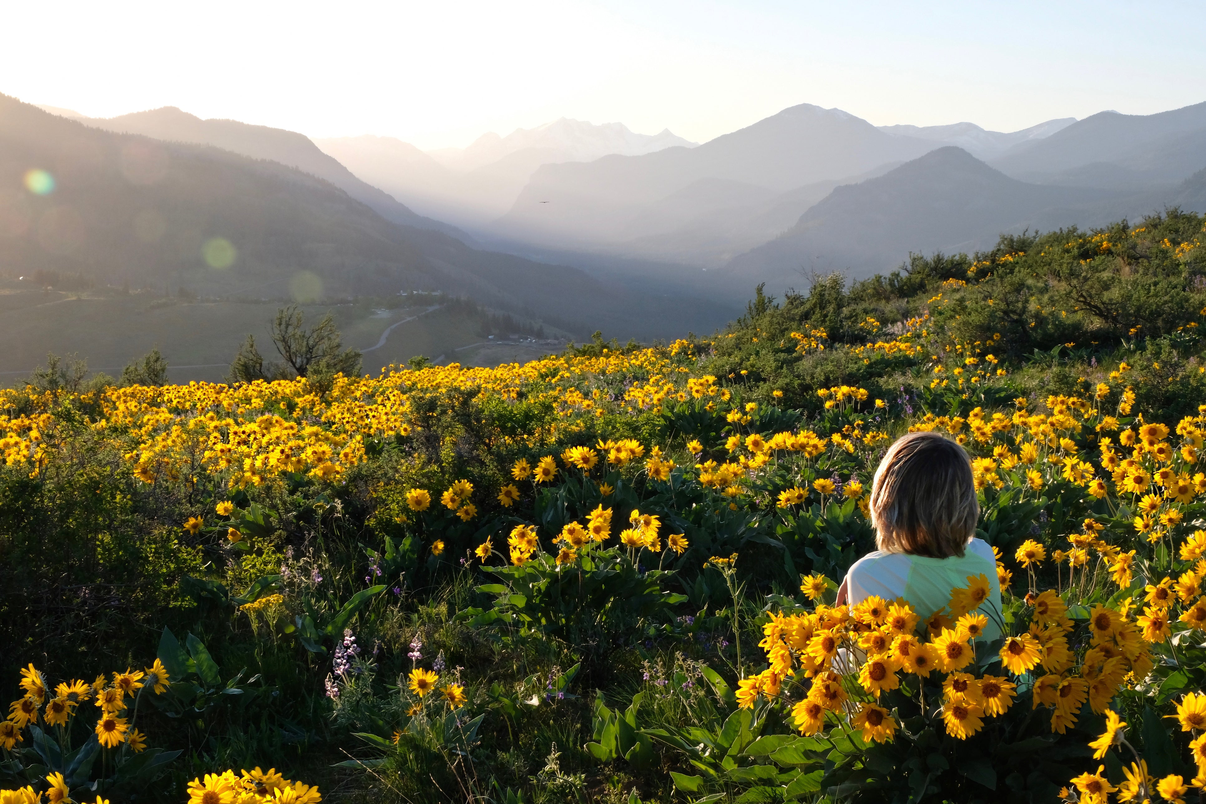 SunFlowers Supplements